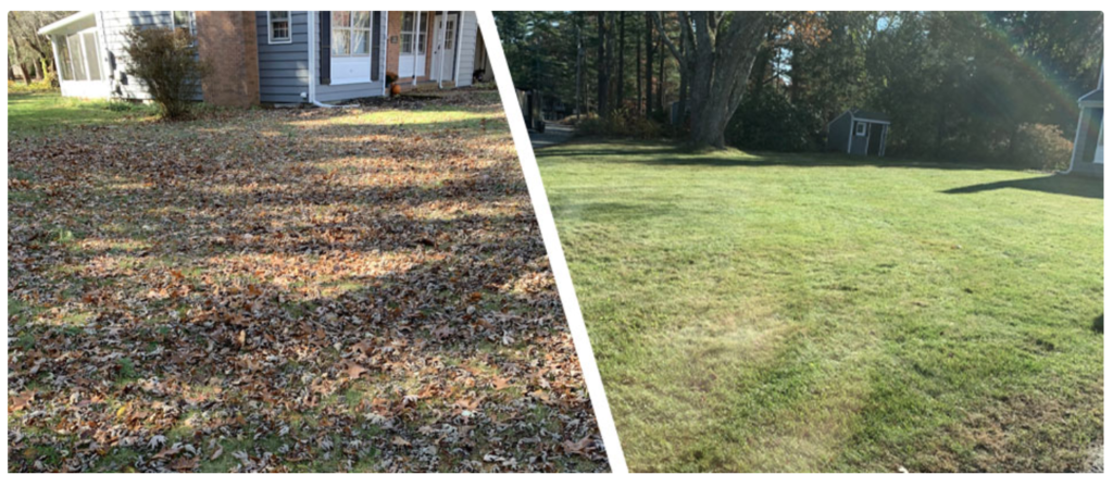 Leaf Cleanup